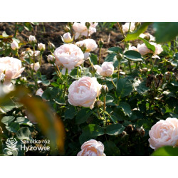 Dannahue™ (Ausa6b15) - David Austin® Róże Angielskie - 