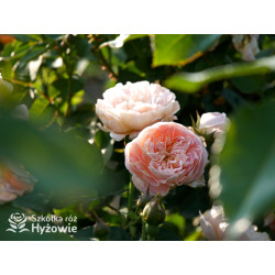 Dannahue™ (Ausa6b15) - David Austin® Róże Angielskie - 