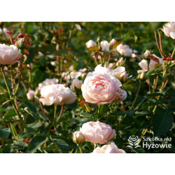 Dannahue™ (Ausa6b15) - David Austin® Róże Angielskie - 