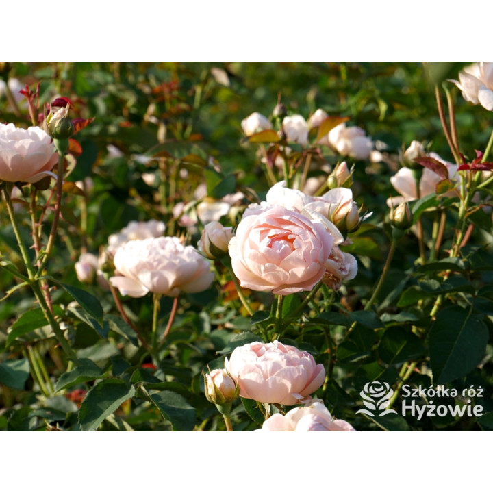 Dannahue™ (Ausa6b15) - David Austin® Róże Angielskie - 