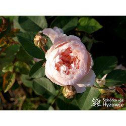 Dannahue™ (Ausa6b15) - David Austin® Róże Angielskie - 