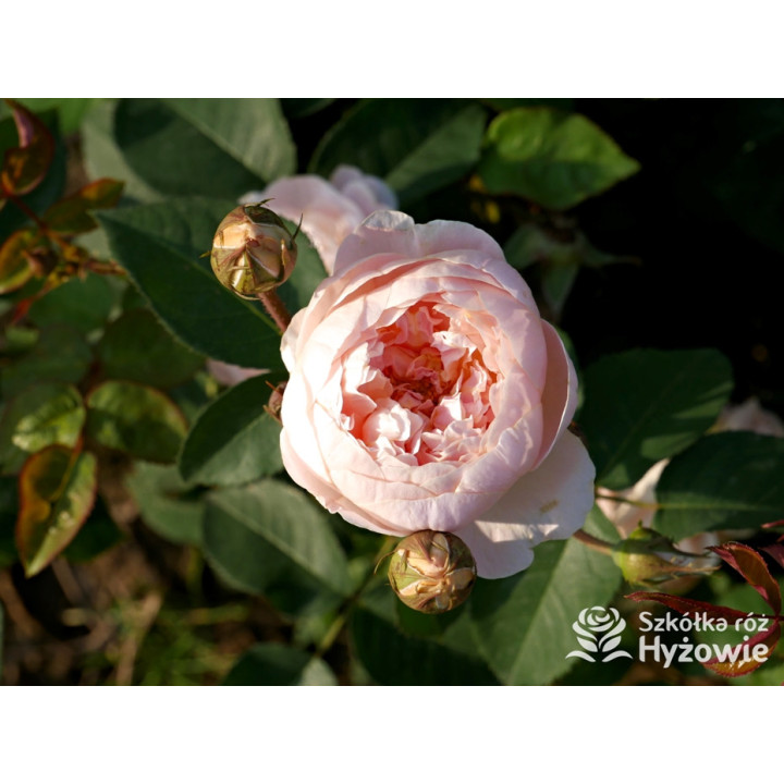 Dannahue™ (Ausa6b15) - David Austin® Róże Angielskie - 