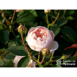 Dannahue™ (Ausa6b15) - David Austin® Róże Angielskie - 