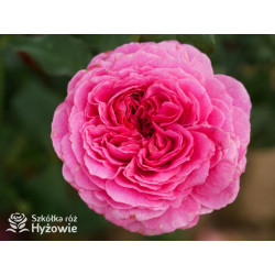 Gabriel Oak™ (Auscrowd) - David Austin® Róże Angielskie - 