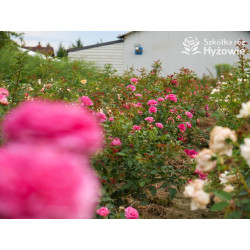 Gabriel Oak™ (Auscrowd) - David Austin® Róże Angielskie - 