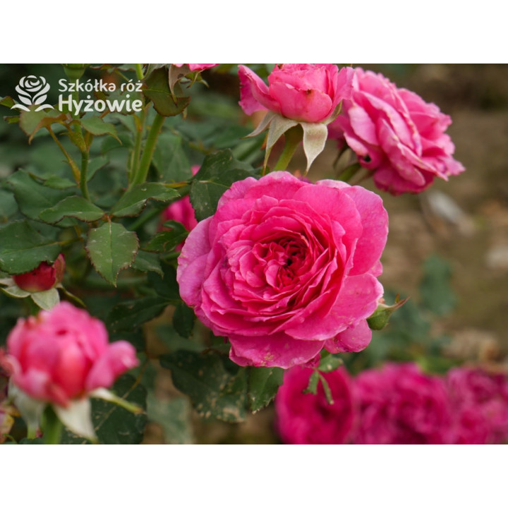 Gabriel Oak™ (Auscrowd) - David Austin® Róże Angielskie - 