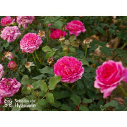 Gabriel Oak™ (Auscrowd) - David Austin® Róże Angielskie - 