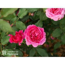 Gabriel Oak™ (Auscrowd) - David Austin® Róże Angielskie - 