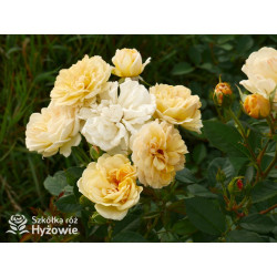 Golden Pareo® - Róże Pnące - 