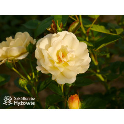 Golden Pareo® - Róże Pnące - 