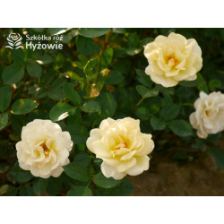 Golden Pareo® - Róże Pnące - 