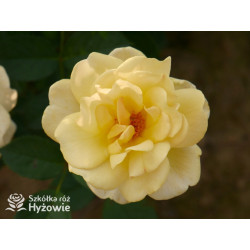 Golden Pareo® - Róże Pnące - 