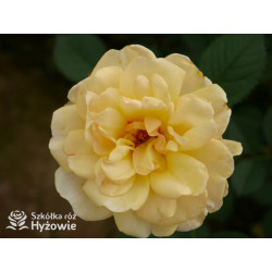 Golden Pareo® - Róże Pnące - 