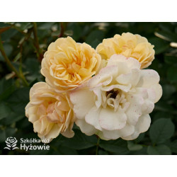 Golden Pareo® - Róże Pnące - 