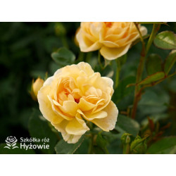 Golden Pareo® - Róże Pnące - 