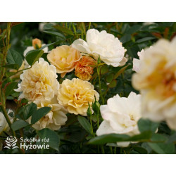 Golden Pareo® - Róże Pnące - 