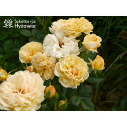 Golden Pareo® - Róże Pnące - 