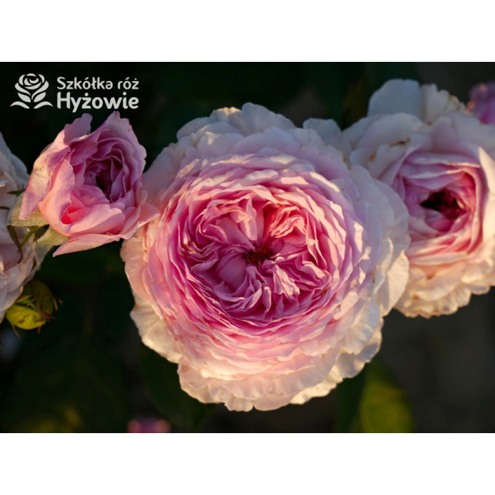 James Galway™ (Auscrystal) - Róże Pnące -  James Galway™ (Auscrystal) - Róże Pnące -