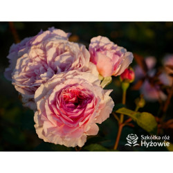 James Galway™ (Auscrystal) - Róże Pnące -  James Galway™ (Auscrystal) - Róże Pnące -