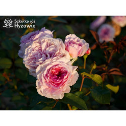 James Galway™ (Auscrystal) - Róże Pnące -  James Galway™ (Auscrystal) - Róże Pnące -