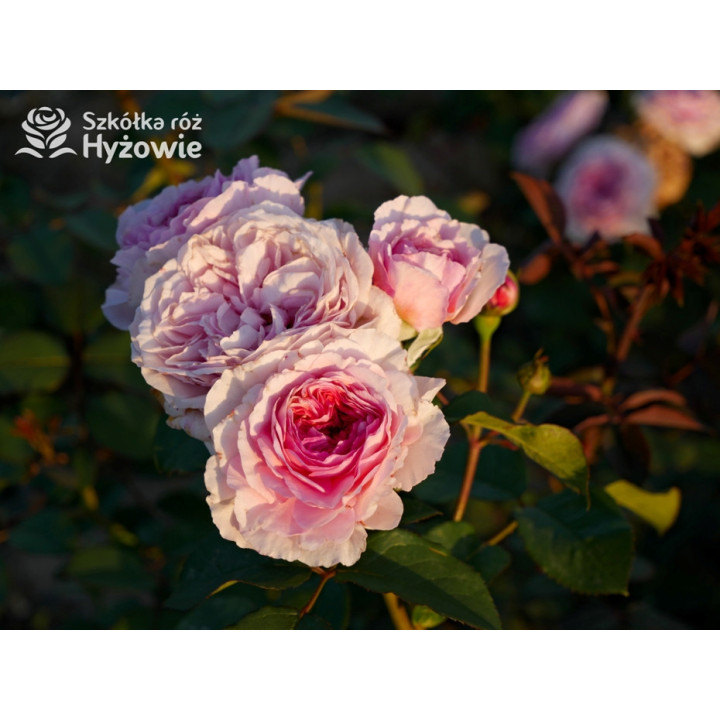 James Galway™ (Auscrystal) - Róże Pnące -  James Galway™ (Auscrystal) - Róże Pnące -