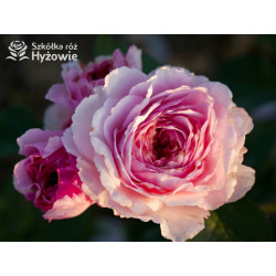 James Galway™ (Auscrystal) - Róże Pnące -  James Galway™ (Auscrystal) - Róże Pnące -