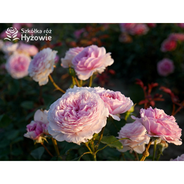 James Galway™ (Auscrystal) - Róże Pnące -  James Galway™ (Auscrystal) - Róże Pnące -