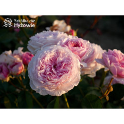 James Galway™ (Auscrystal) - Róże Pnące -  James Galway™ (Auscrystal) - Róże Pnące -