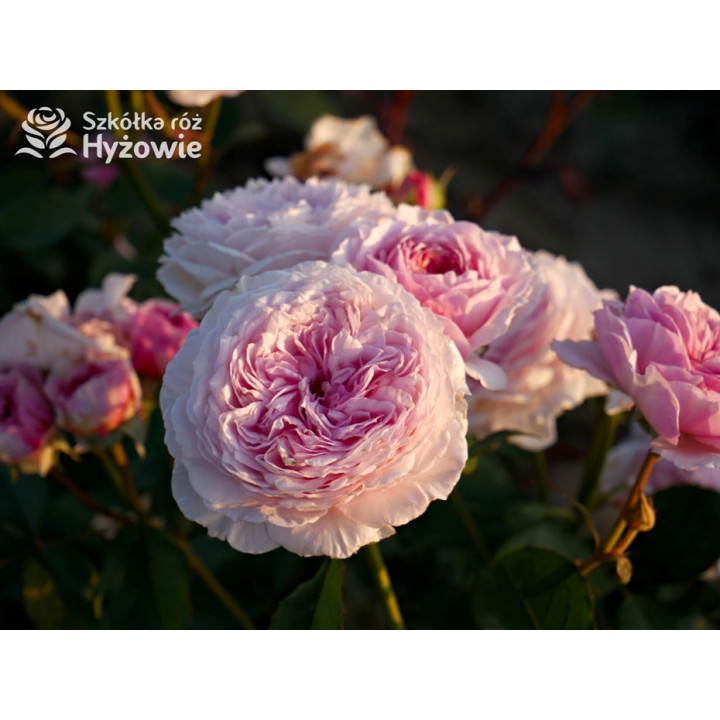 James Galway™ (Auscrystal) - Róże Pnące -  James Galway™ (Auscrystal) - Róże Pnące -
