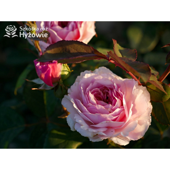 James Galway™ (Auscrystal) - Róże Pnące -  James Galway™ (Auscrystal) - Róże Pnące -