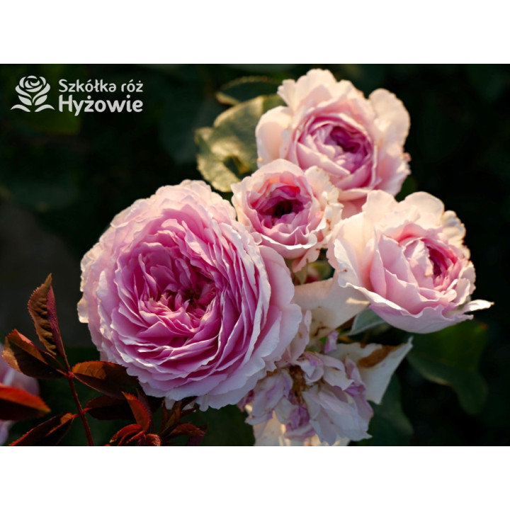 James Galway™ (Auscrystal) - Róże Pnące -  James Galway™ (Auscrystal) - Róże Pnące -