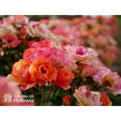 Lollipop® - Róże Rabatowe - 