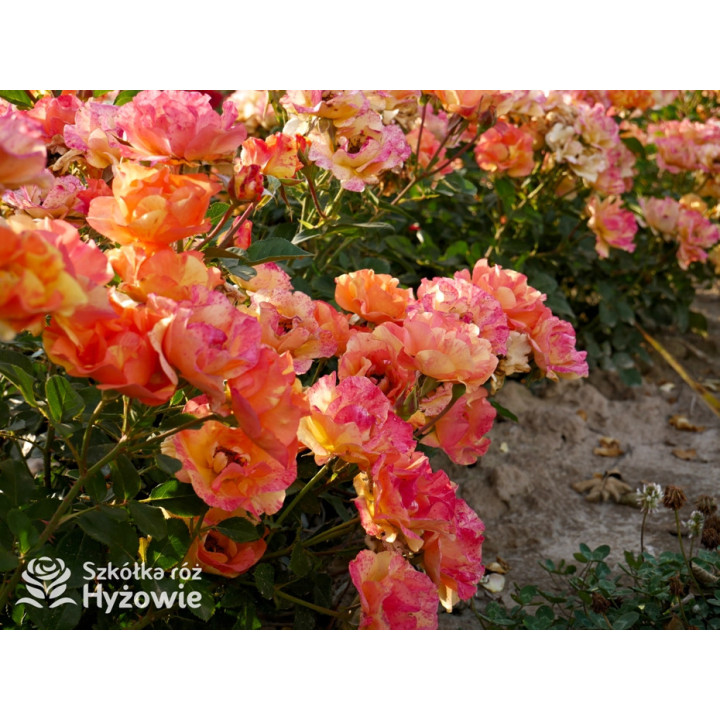 Lollipop® - Róże Rabatowe - 