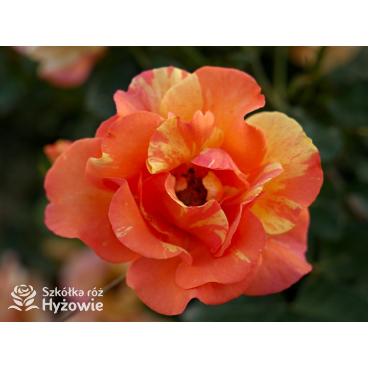 Lollipop® - Róże Rabatowe - 