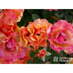 Lollipop® - Róże Rabatowe - 