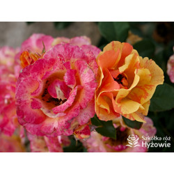 Lollipop® - Róże Rabatowe - 