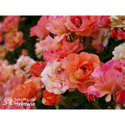 Lollipop® - Róże Rabatowe - 