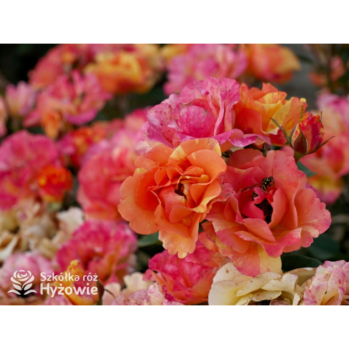 Lollipop® - Róże Rabatowe - 