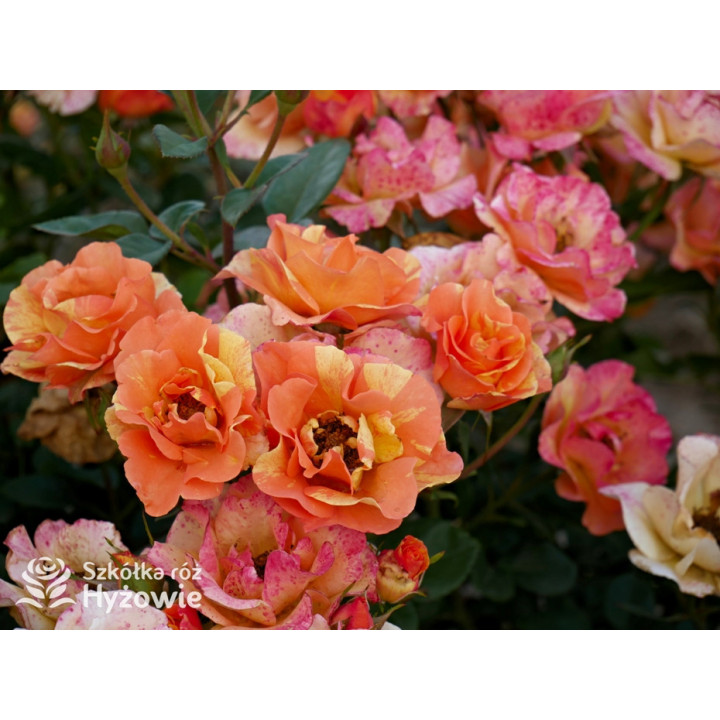 Lollipop® - Róże Rabatowe - 