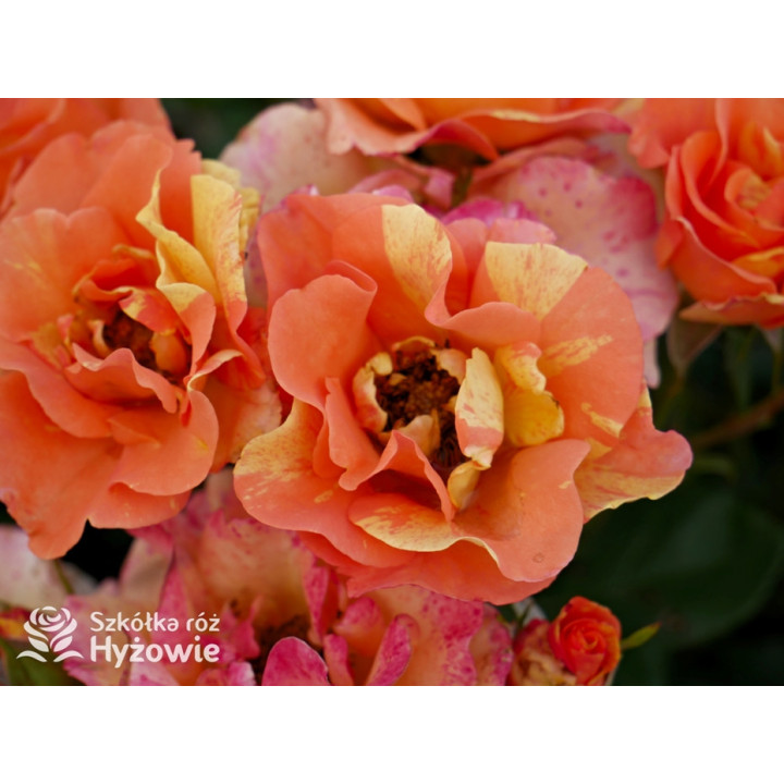 Lollipop® - Róże Rabatowe - 