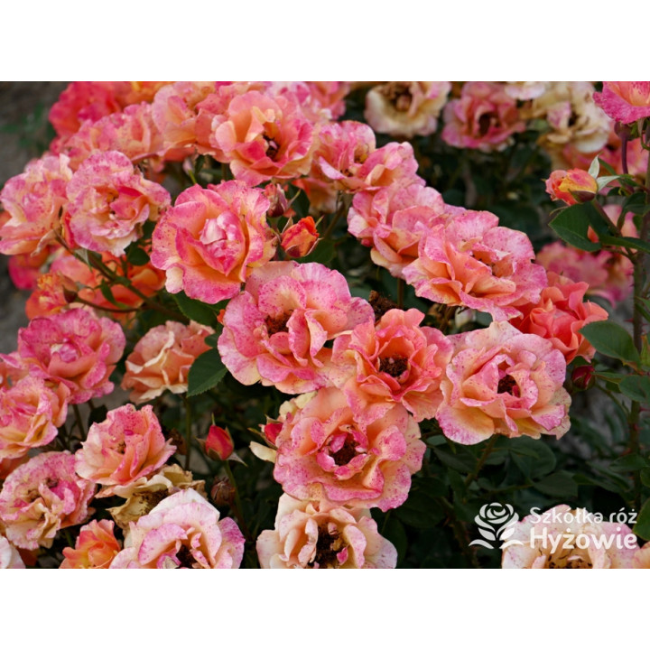 Lollipop® - Róże Rabatowe - 