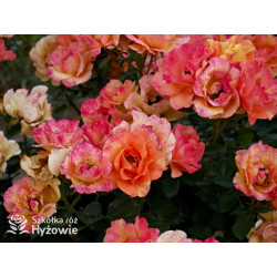 Lollipop® - Róże Rabatowe - 