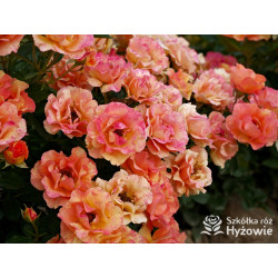 Lollipop® - Róże Rabatowe - 