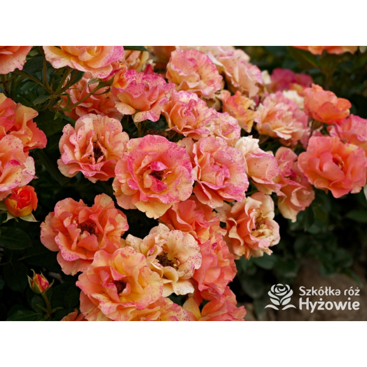 Lollipop® - Róże Rabatowe - 