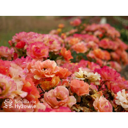 Lollipop® - Róże Rabatowe - 