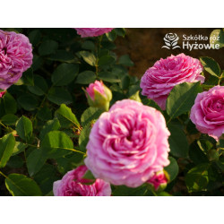 Marija Frayla™ - Róże silnie pachnące - 