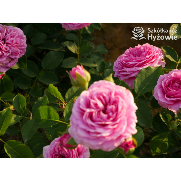 Marija Frayla™ - Róże silnie pachnące - 