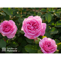 Marija Frayla™ - Róże silnie pachnące - 