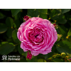 Marija Frayla™ - Róże silnie pachnące - 