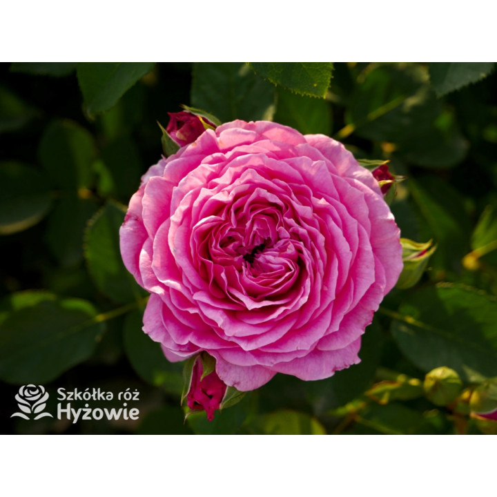 Marija Frayla™ - Róże silnie pachnące - 